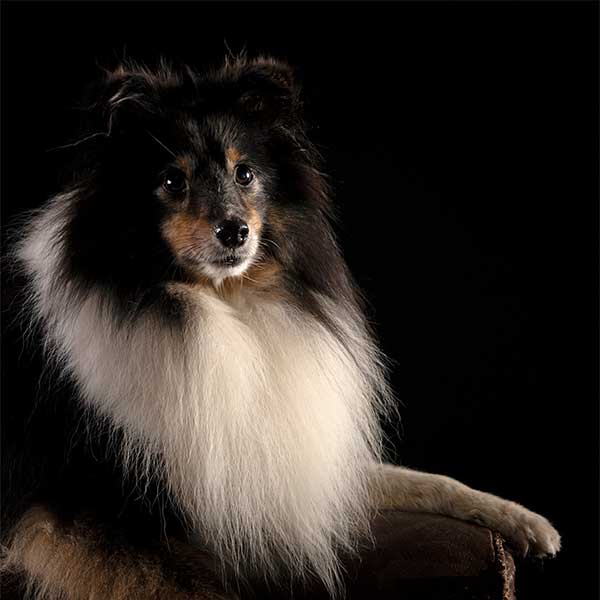 BGL Hundeshooting