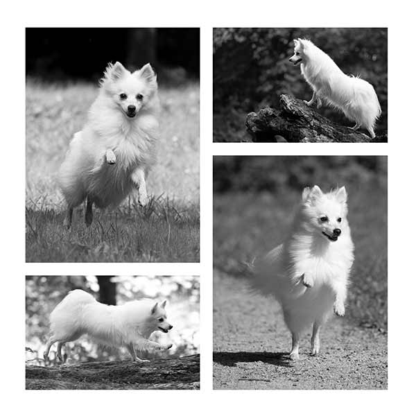 BGL Hundeshooting