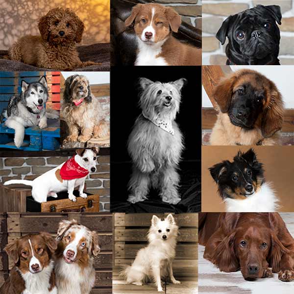 BGL Hundeshooting