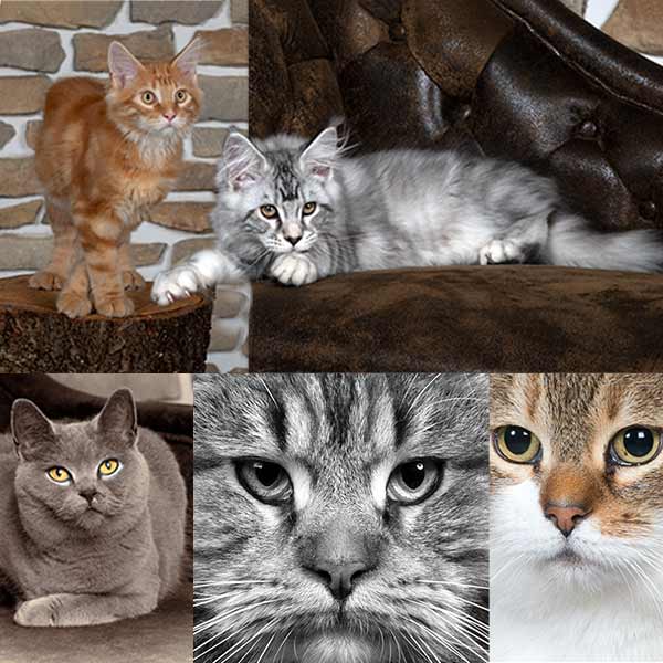 BGL Katzenshooting